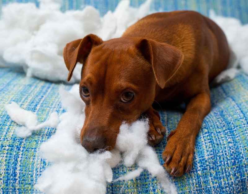 problème de comportement du chien: le pica