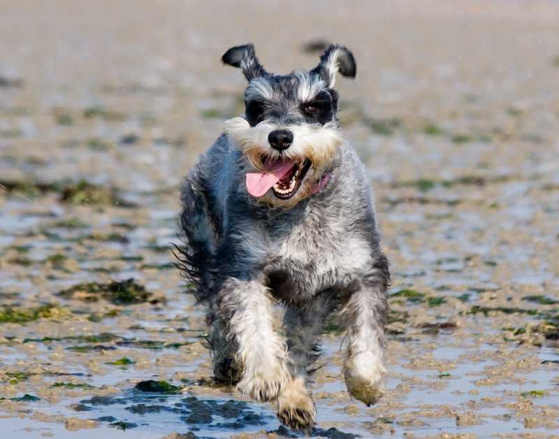 hyperactivité du chien