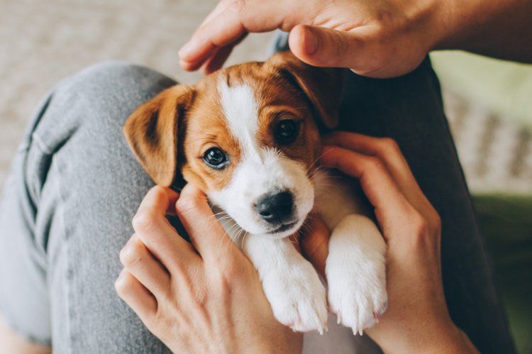 adoption du chiot - un chiot sur les genoux