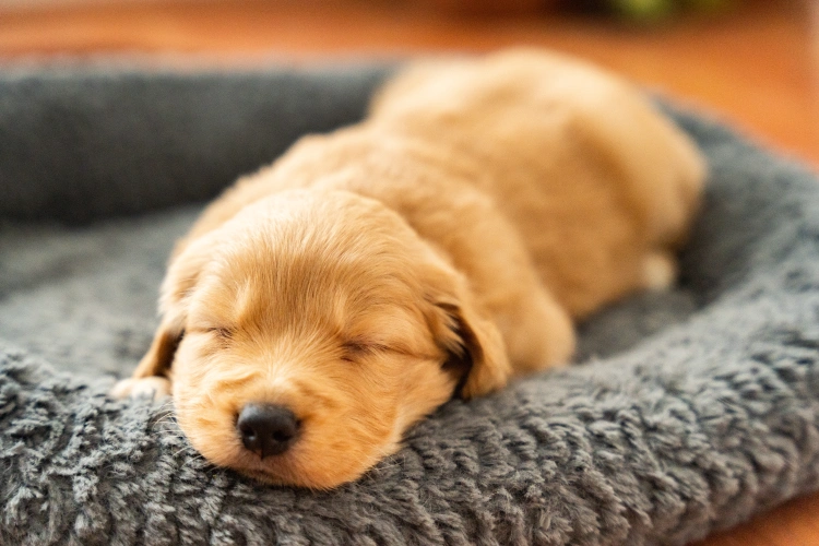 chiot adopté en plein sommeil